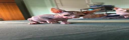 Sphynx cats for sale: Sphynx / Devon Rex Mix Kittens Ready Homes - Advert 32