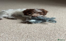 Cockapoo dogs for sale: F1 cockapoo puppy  - Image 2