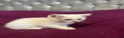 British Shorthair cats for sale: Gccf British Shorthair kittens  - Advert 25