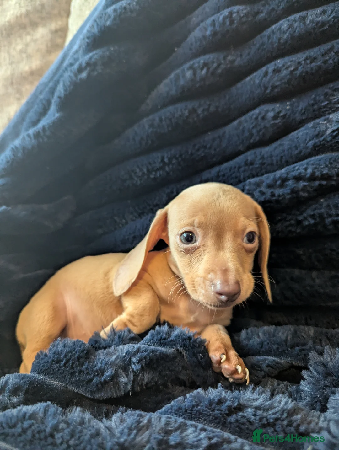 Miniature Dachshund dogs for sale: Miniature dachshund puppies  - Advert 17