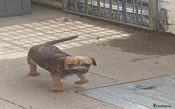 Border Terrier dogs for sale: Last female of the litter left  - Image 2