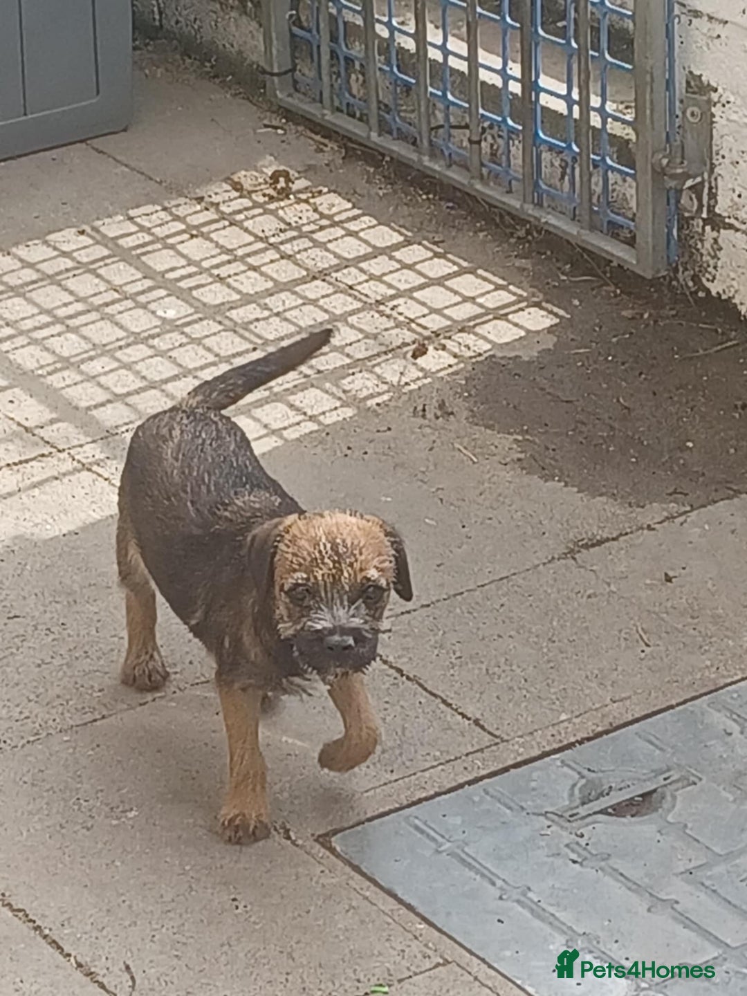 Border Terrier dogs for sale: Last female of the litter left  - Image 2