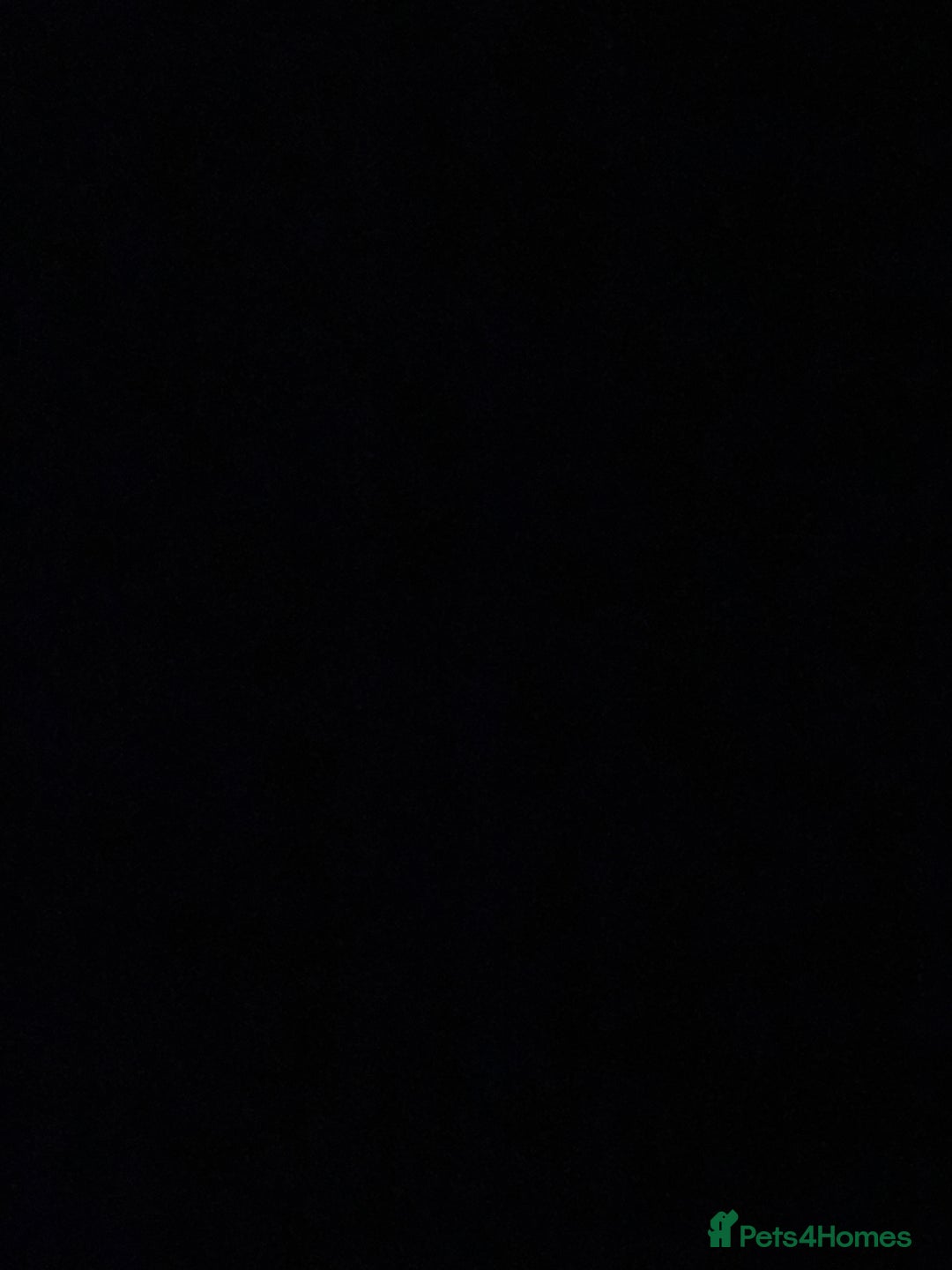 German Shepherd dogs for sale: German Shepherd Bi-Colour Female Puppy - Advert 2