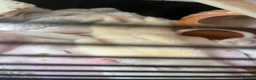 Ferret rodents for sale: baby albino ferret - Advert 8