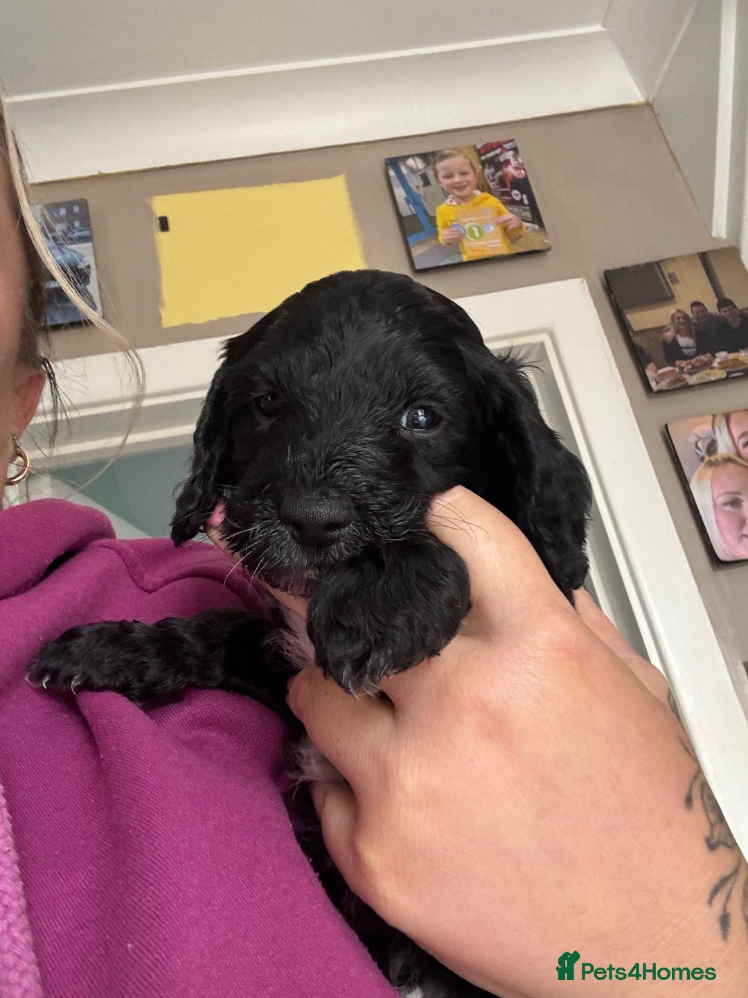 Cockapoo dogs for sale: 1 male black and white cockapoo left for sale - Image 6