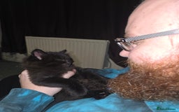 Mixed Breed cats for sale:  ✨ 3 Female Kittens Looking for Forever Homes ✨ - Advert 4