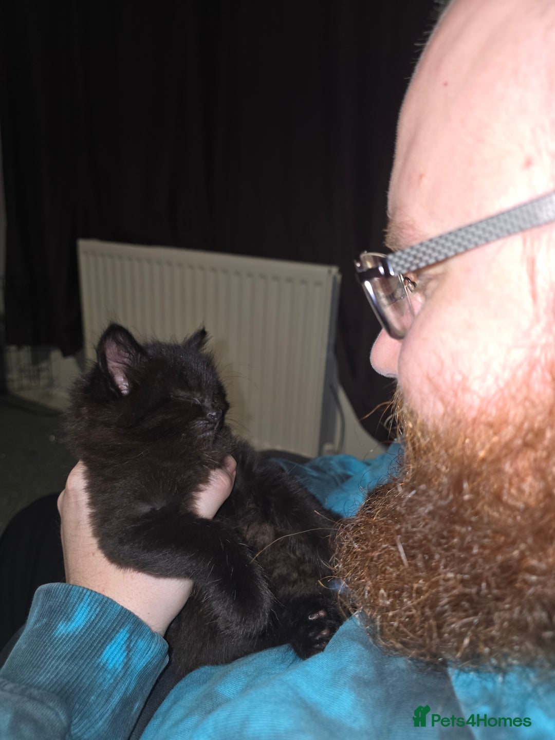 Mixed Breed cats for sale:  ✨ 3 Female Kittens Looking for Forever Homes ✨ - Advert 4