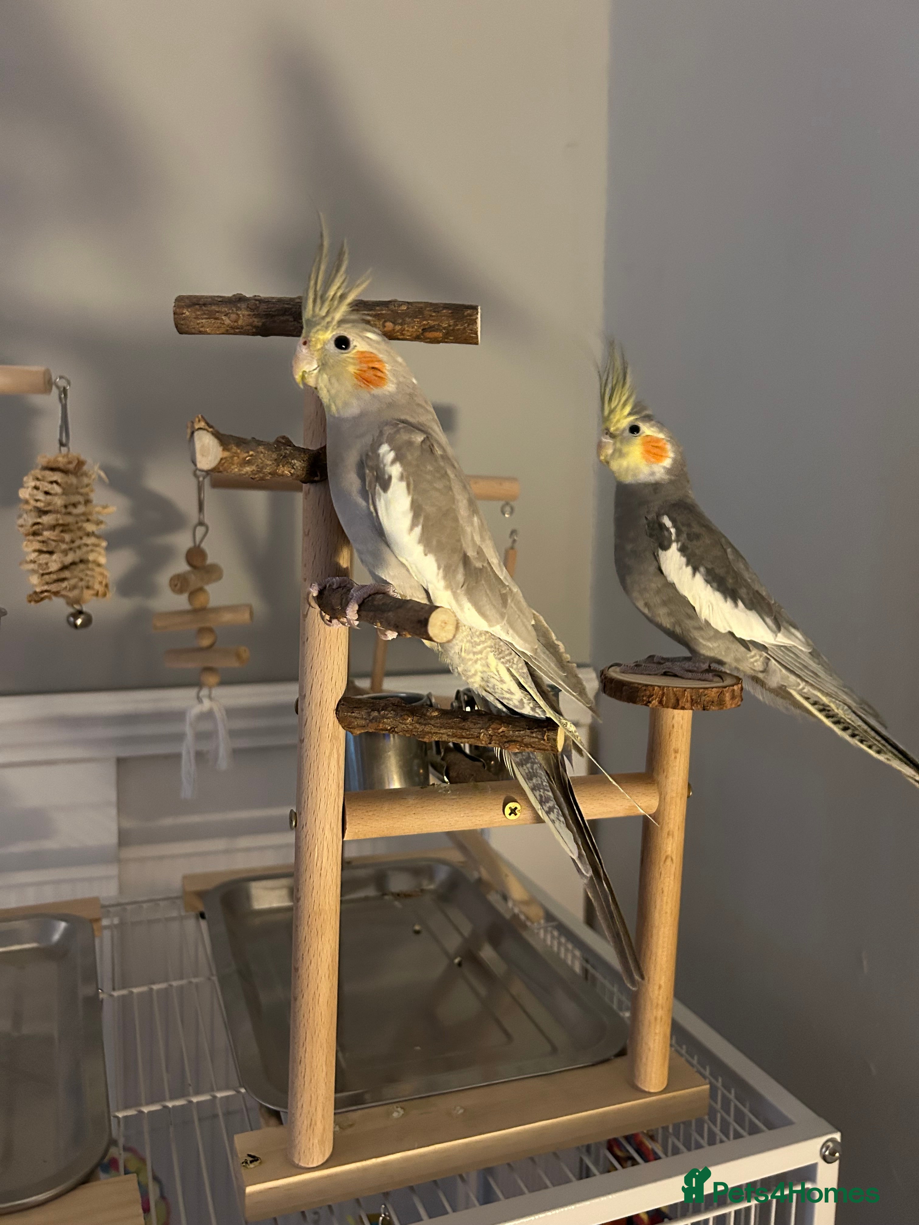 Cockatiels birds 2 cocktateils for sale - Advert 1