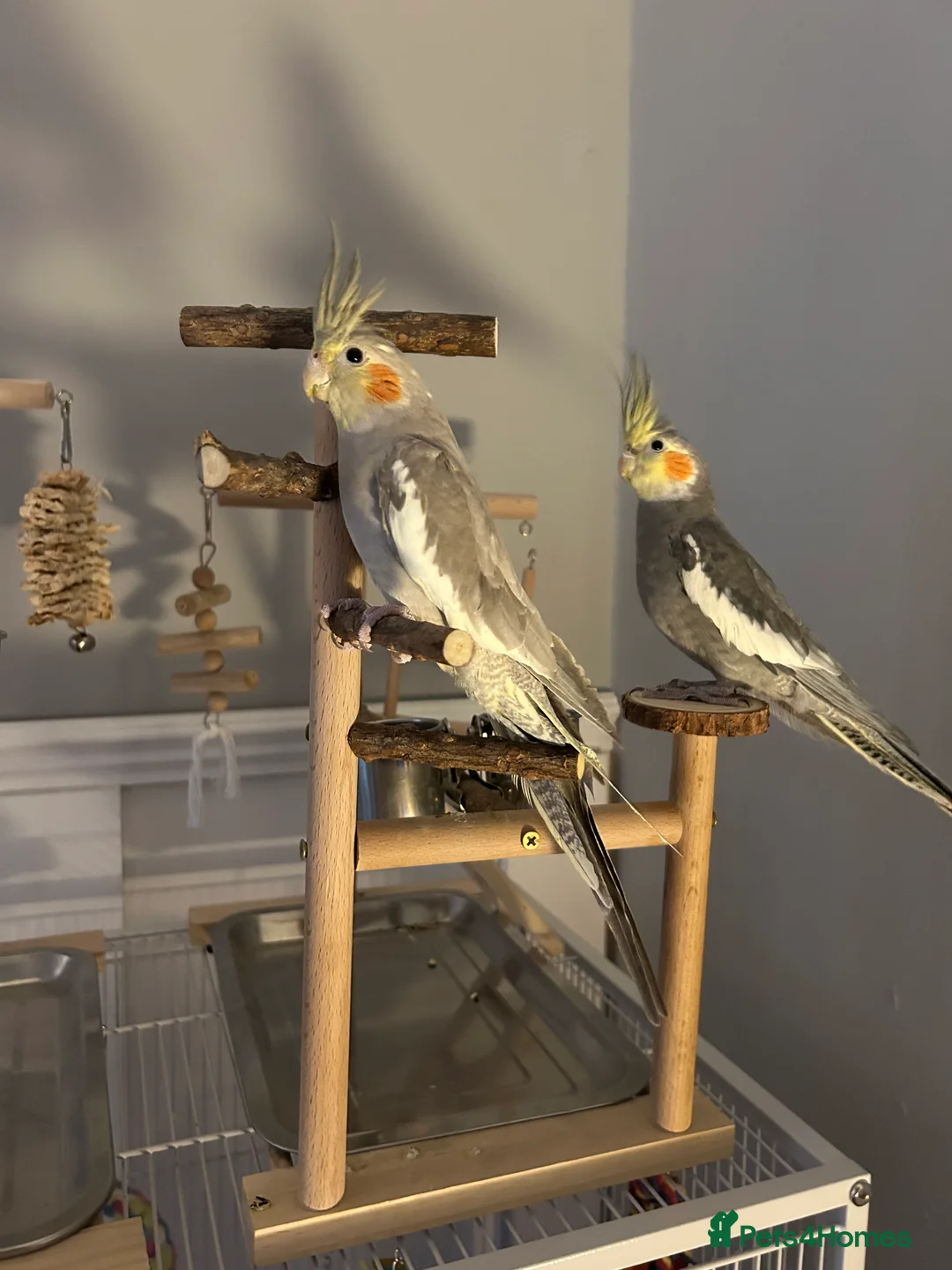 Cockatiels birds for sale: 2 cocktateils for sale - Advert 1