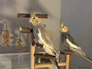 Cockatiels birds 2 cocktateils for sale - Advert 2