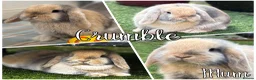 Mini Lop rabbits for sale: 3 pure bred mini lops - Advert 28