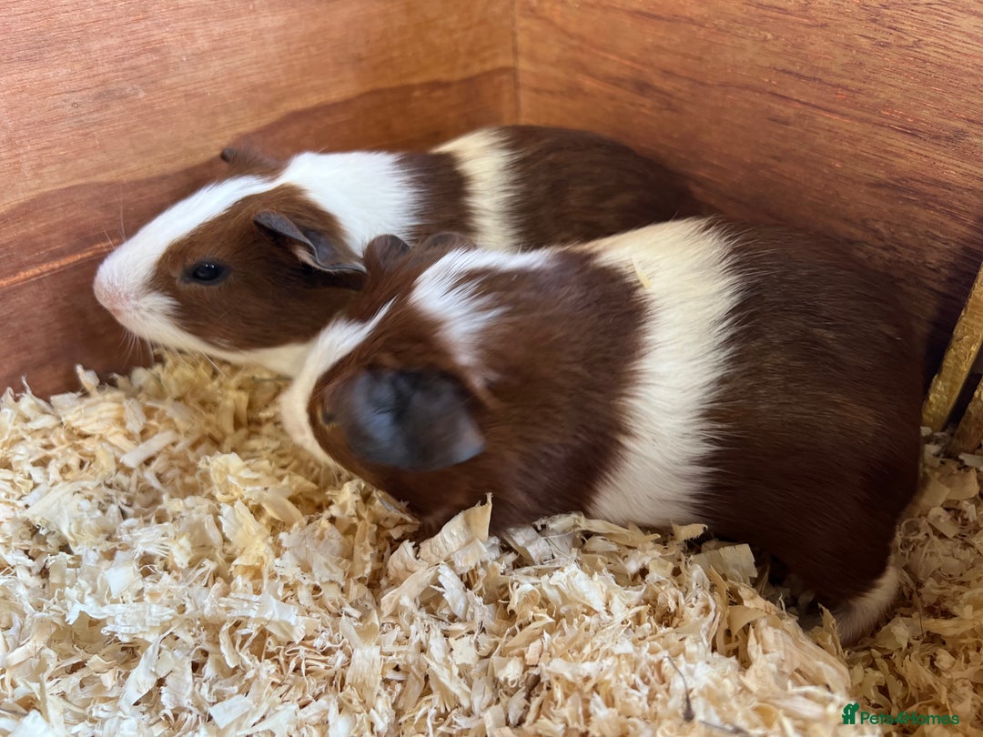 Guinea Pig rodents for sale: Pair of bonded brothers  - Image 5