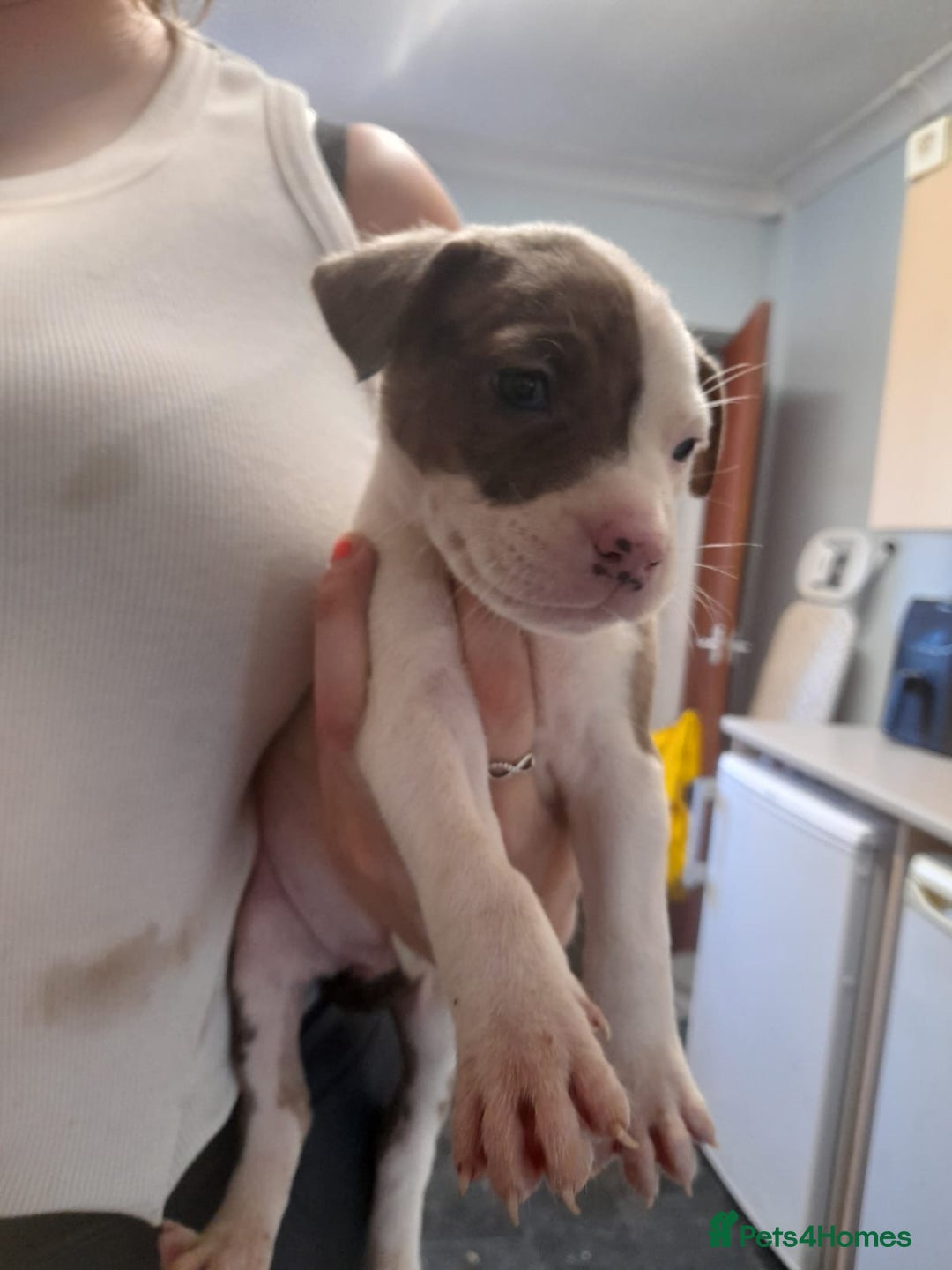 Mixed Breed dogs for sale: American bulldog cross  - Image 3