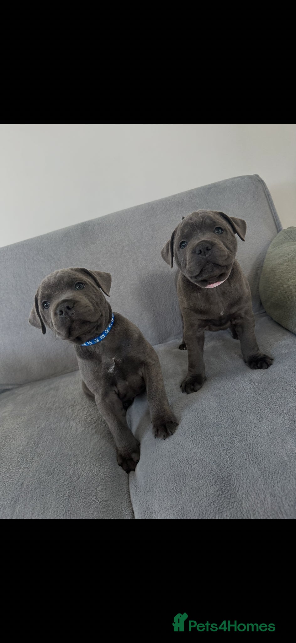 Staffordshire Bull Terrier dogs Staffordshire bull terrier  - Advert 1