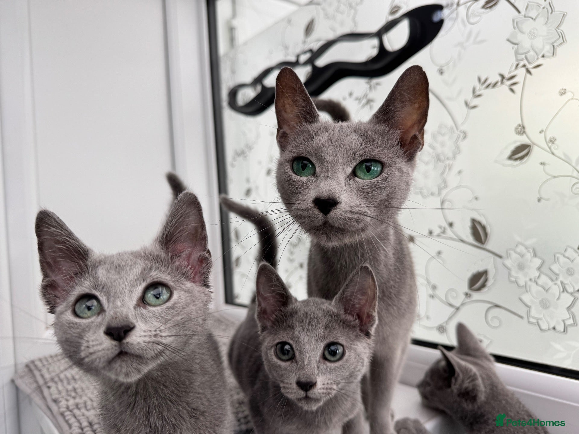 Russian Blue cats Very loving Russian Blue kittens - Advert 18