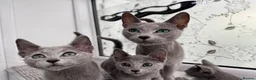 Russian Blue cats for sale: Very loving Russian Blue kittens - Advert 1