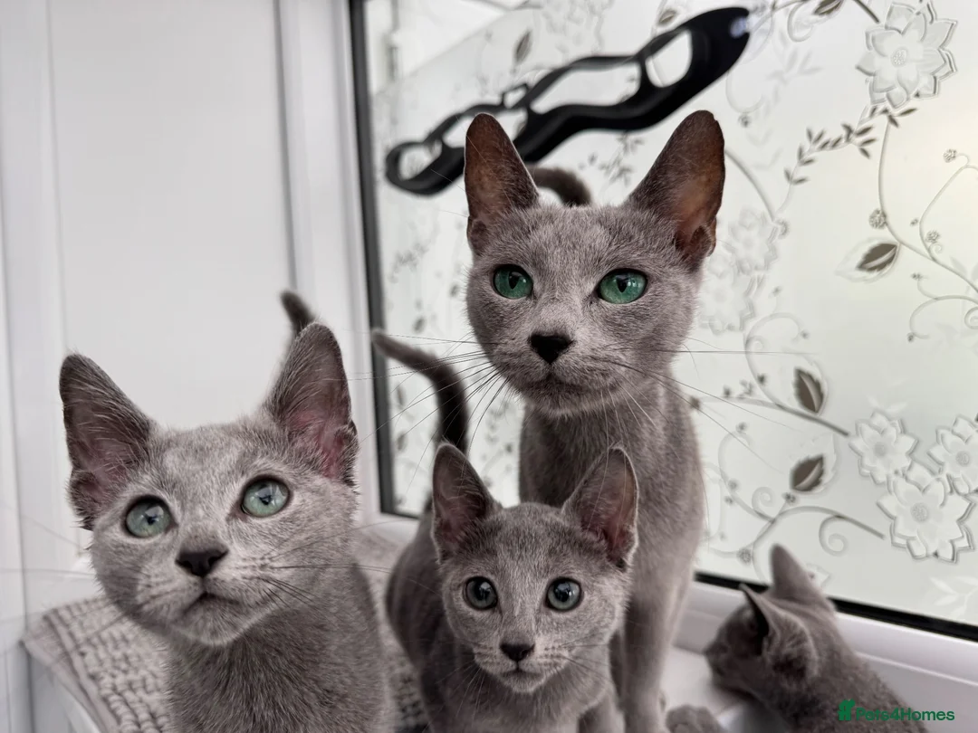 Russian Blue cats for sale: Very loving Russian Blue kittens - Advert 1
