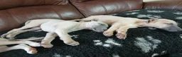Whippet dogs for sale: High Quality Whippet pups Crufts in Bishop Auckland - Advert 6