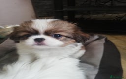 Mixed Breed dogs for sale: Papillon cross pretty puppies - Image 1