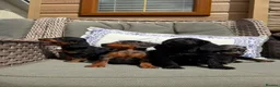 Doxiepoo dogs for sale: Miniature doxiepoo puppies (council licensed)  - Advert 13