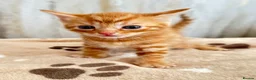 Mixed Breed cats for sale: Bengal/ tabby mixed kittens - Advert 10