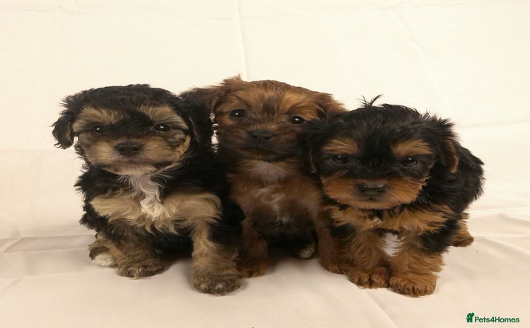 Yorkiepoo dogs - Advert 1
