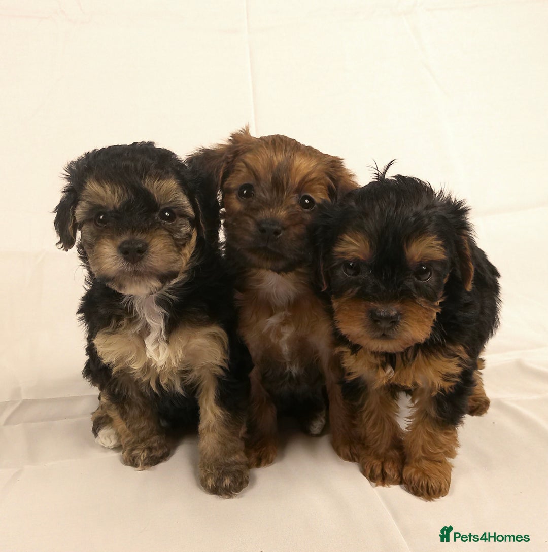 Yorkiepoo dogs for sale: Tiny Yorkipoos beautiful fluff balls puppies - Image 1