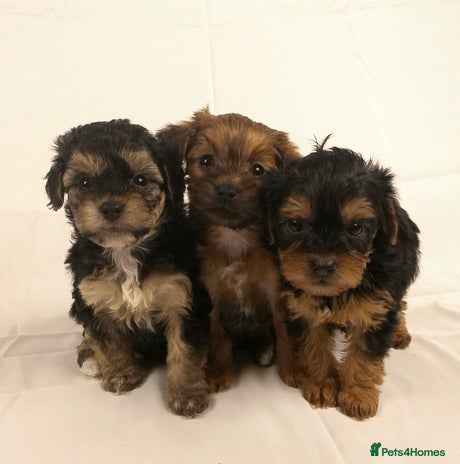 Yorkiepoo dogs - Advert 5