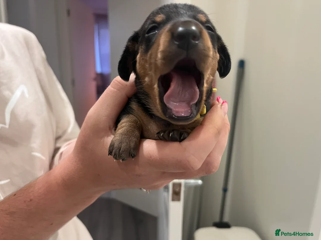 Miniature Dachshund dogs for sale: Miniature short haired Black and Tan puppies  - Advert 2
