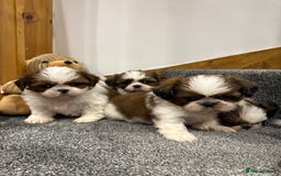 Shih Tzu dogs for sale: Summer Shihtzu Puppies - Image 10