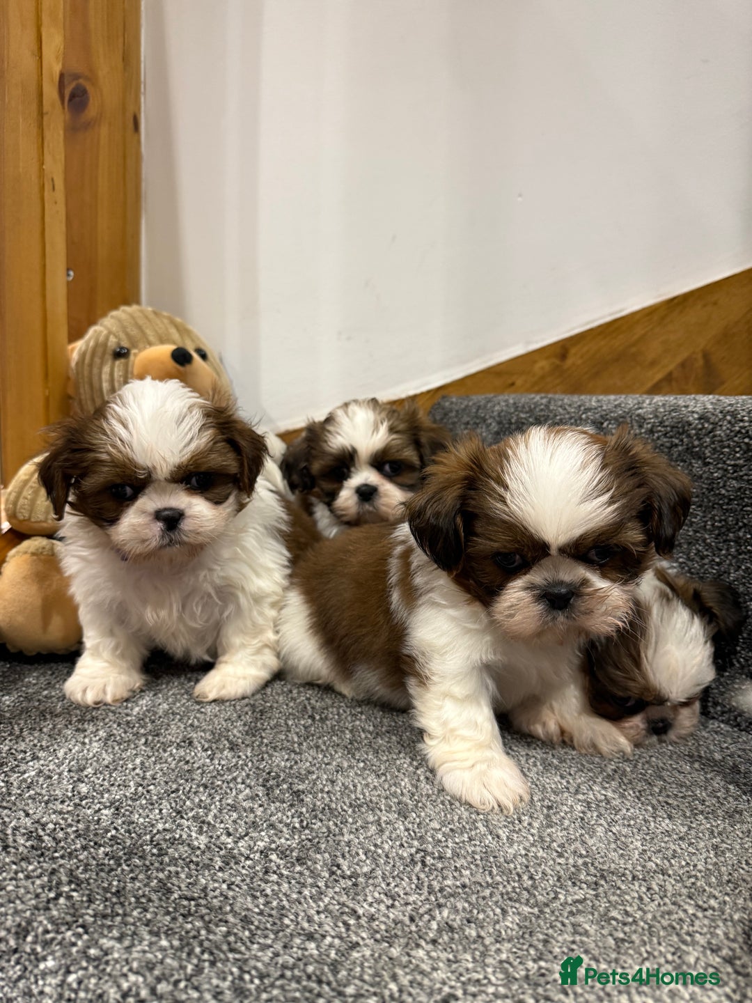 Shih Tzu dogs for sale: Summer Shihtzu Puppies - Image 10
