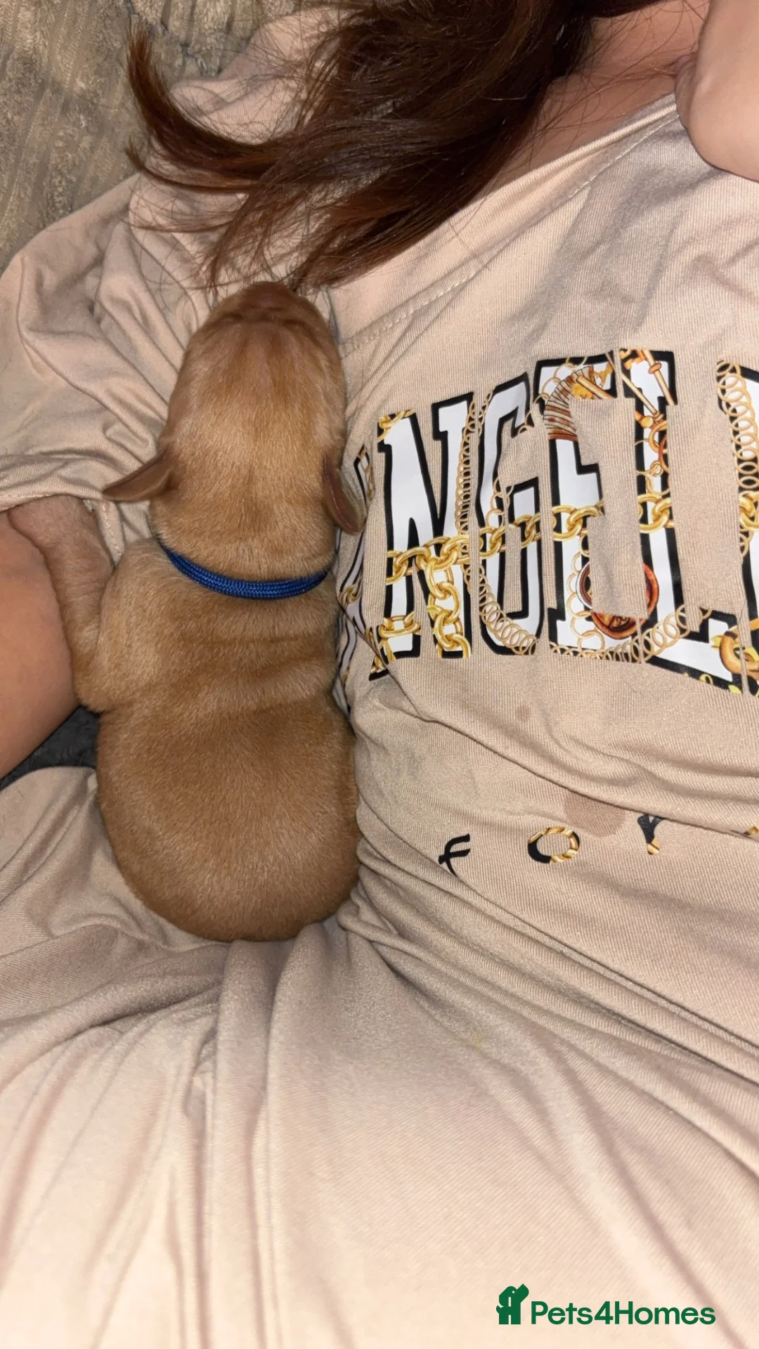 Labrador Retriever dogs for sale: Labrador puppies - Advert 6