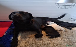 Labrador Retriever dogs for sale: Labrador Puppies Ready November 1st - Image 1