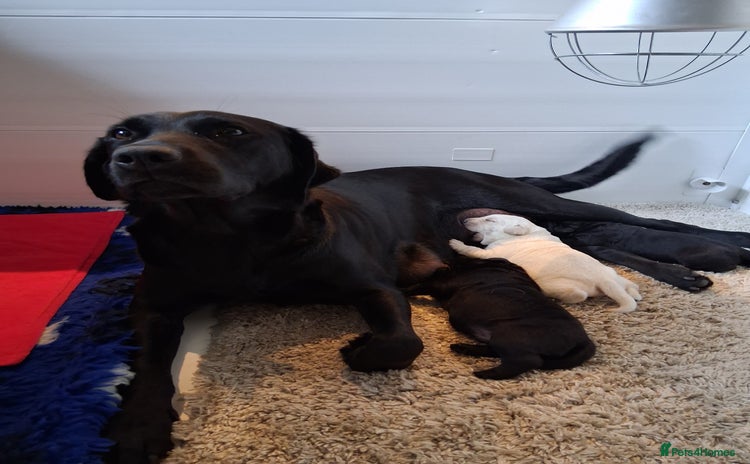 Labrador Retriever dogs - Advert 2