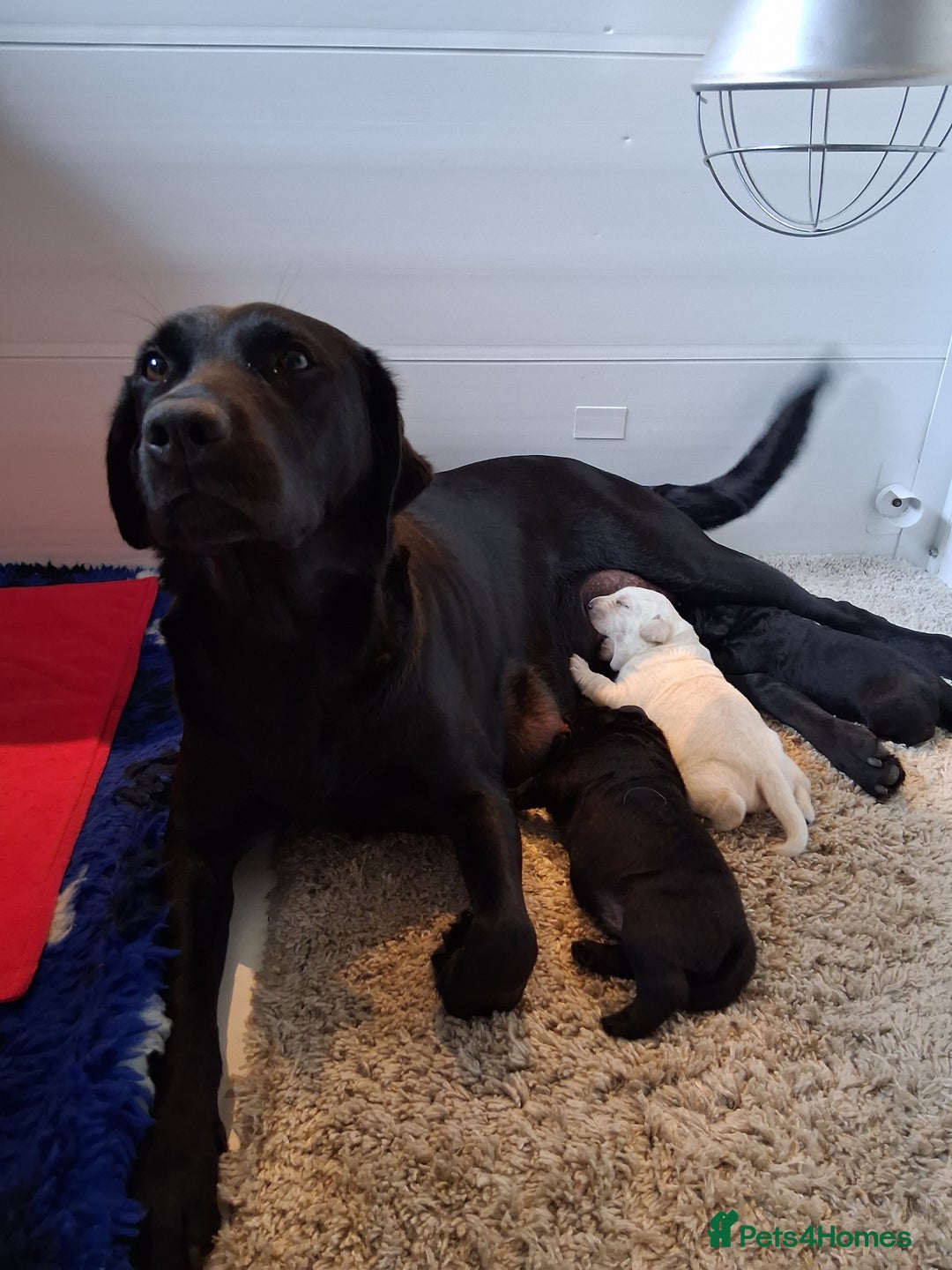 Labrador Retriever dogs for sale: Labrador Puppies Ready November 1st - Image 1