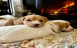 Cockapoo dogs for sale: Cockapoo Puppies Looking For 5* Homes  - Image 9