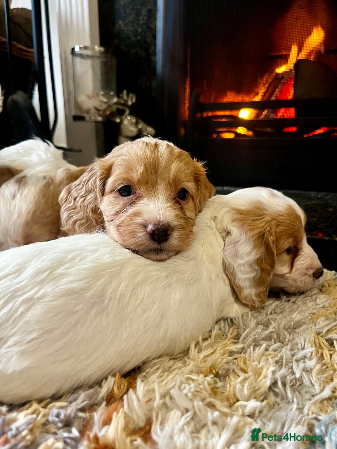Cockapoo dogs for sale: Cockapoo Puppies Looking For 5* Homes  - Image 9