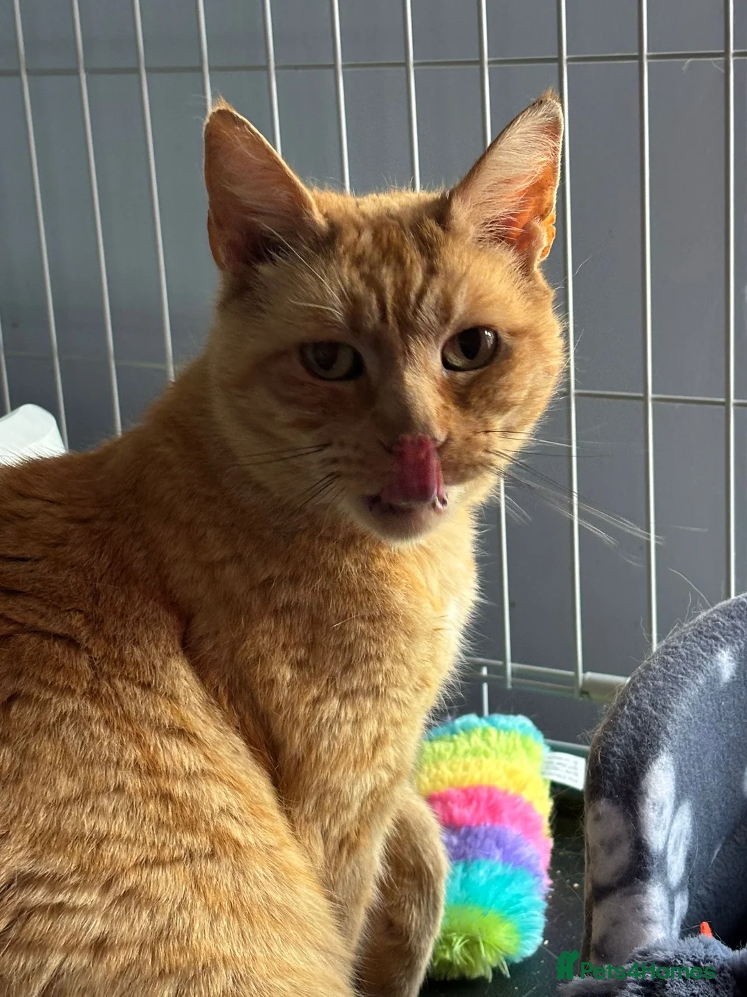 Domestic Shorthair cats for adoption: Loving Dodger - Adopt from Cats in Crisis East Ldn - Advert 2