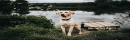 Labrador Retriever dogs for sale: Fox Red Lab Puppies (2/9) Exceptional Temperament - Advert 1