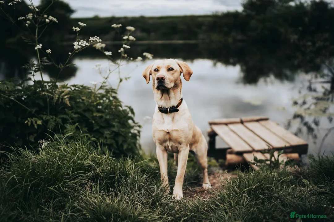 Labrador Retriever dogs for sale: Fox Red Lab Puppies (2/9) Exceptional Temperament - Advert 1