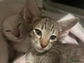 Siamese cats Outstanding pedigree Siamese Oriental kittens - Advert 2