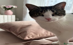 Domestic Shorthair cats for sale: Two beautiful cats looking for a new loving home. - Advert 2