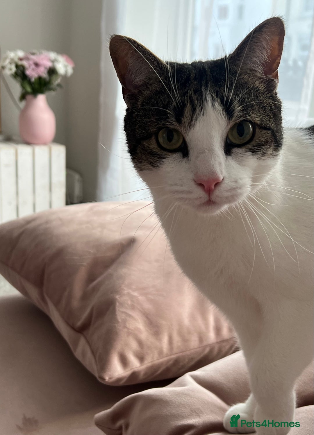 Domestic Shorthair cats for sale: Two beautiful cats looking for a new loving home. - Advert 2