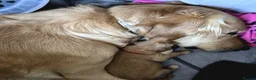 Golden Retriever dogs for sale: 5 Beautiful Golden Retriever's  - Advert 21