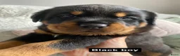 Rottweiler dogs for sale: Beautiful KC Rottweiler puppies ready 18.10.26 - Advert 6