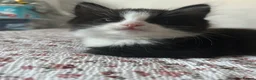 Mixed Breed cats for sale: 3 little kittens are ready now  - Advert 9