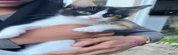 Mixed Breed cats for sale: Beautiful markings - Advert 2