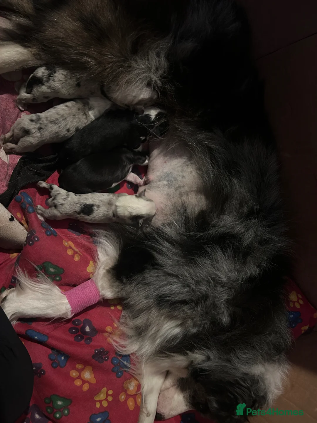 Border Collie dogs for sale: Beautiful health tested border collies - Advert 19