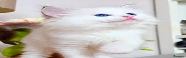 Gizmo 🩵🩵🩵
