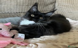 Maine Coon cats for sale: GCCF active / domestic Maine Coon  - Image 2